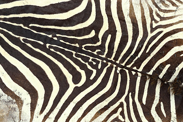 Image showing texture of zebra old pelt