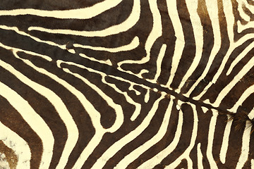 Image showing zebra striped pattern