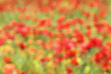 Image showing abstract view of red poppies field