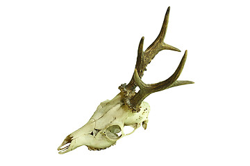 Image showing roe deer buck cranium on white background