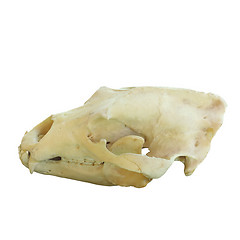Image showing isolated skull of brown bear