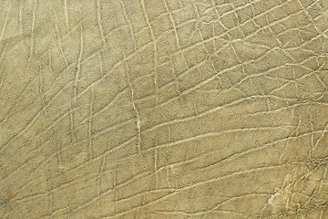 Image showing closeup of african elephant skin