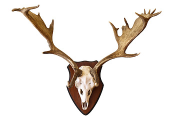 Image showing deer stag isolated hunting trophy