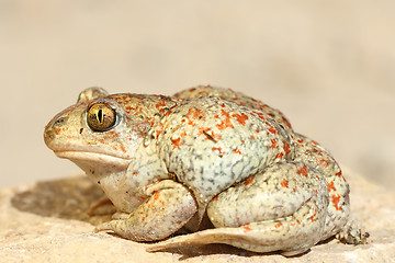 Image showing colorful garlic toad