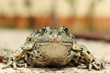 Image showing portrait of marsh frog