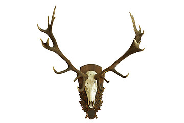 Image showing large beautiful red deer skull over white