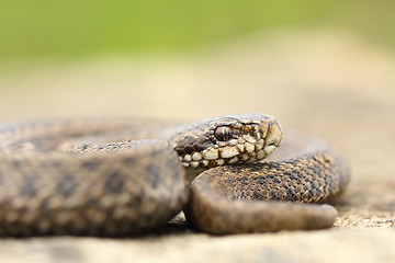 Image showing juvenile hungarian meadow viper closeup