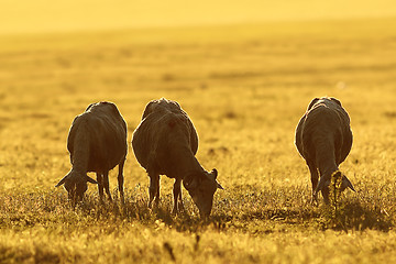 Image showing herd of sheep grazing at dawn