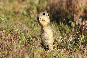 Image showing european ground squirrel on meadow