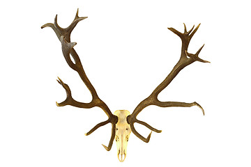 Image showing huge red deer buck hunting trophy