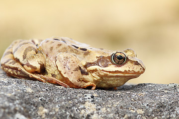 Image showing profile view of common brown frog