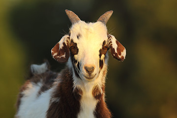 Image showing cute mottled goat kid