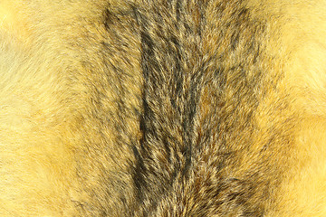 Image showing eurasian lynx fur