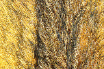 Image showing detail of eurasian lynx leather