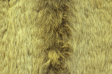 Image showing european lynx textured fur