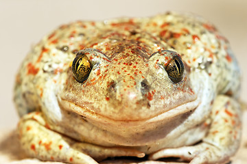 Image showing garlic toad beautiful portrait