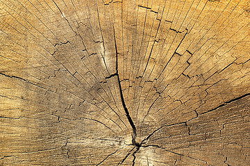 Image showing cracks on spruce wood