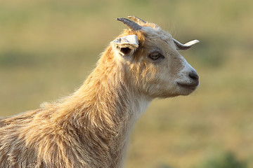 Image showing young cute goat portrait