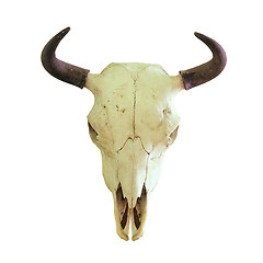 Image showing isolated skull of european bison