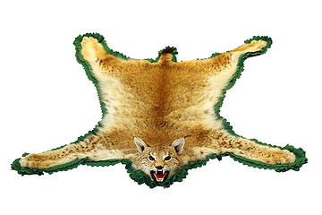 Image showing eurasian lynx hunting trophy