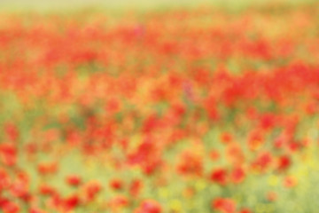 Image showing beautiful out of focus background with wild poppies