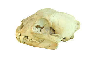 Image showing european lynx isolated cranium