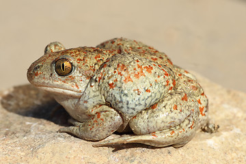 Image showing profile view of garlic toad