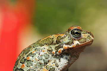 Image showing green european toad closeup 1