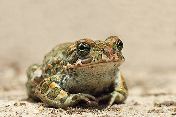Image showing Bufotes viridis closeup