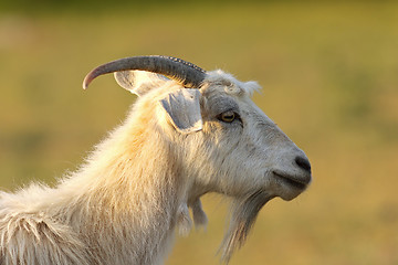 Image showing bearded white goat