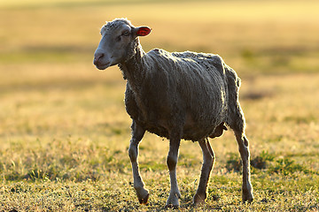 Image showing white sheep in sunset beautiful light