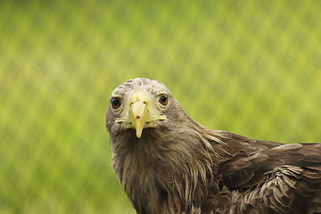 Image showing portrait of Haliaeetus albicilla