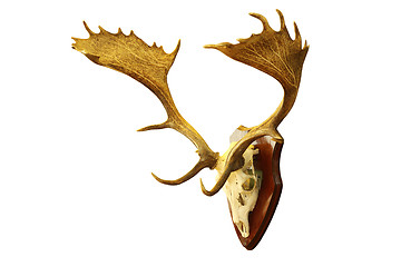 Image showing isolated large fallow deer stag trophy