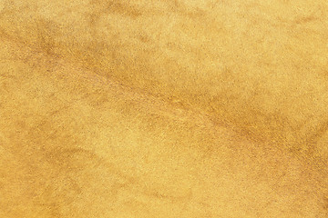 Image showing african lion fur