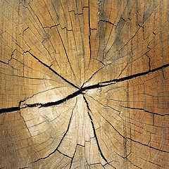 Image showing fir heart wood texture