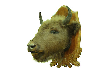 Image showing european bison hunting trophy