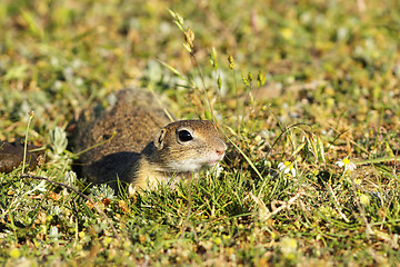 Image showing cute european ground squirrel in natural habitat