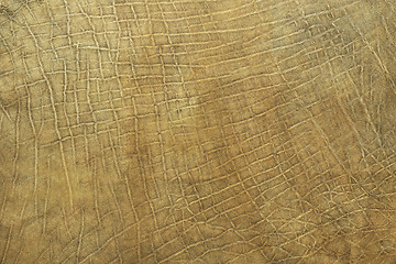 Image showing real texture of african elephant leather