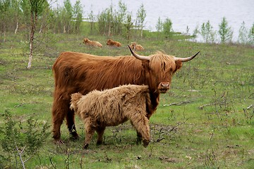 Image showing Scottish Highland cattle