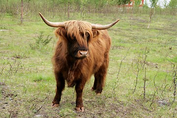 Image showing Scottish highland cattle