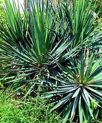 Image showing Palm leaves