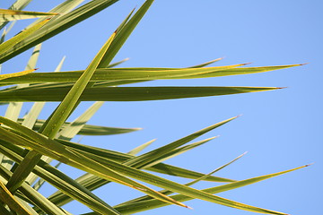 Image showing Spiky palm