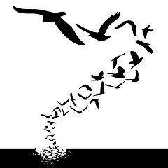 Image showing birds flying