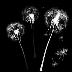 Image showing dandelions