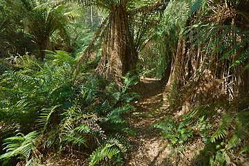 Image showing Forest walking route