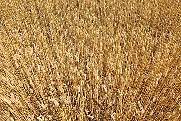 Image showing Wheat field detail