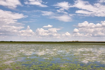 Image showing Water surface with plants