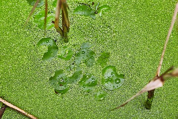 Image showing Water surface with plants