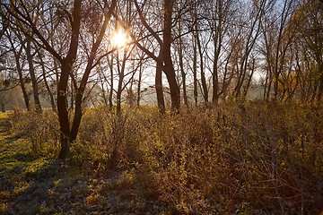 Image showing Autumn morning landscape