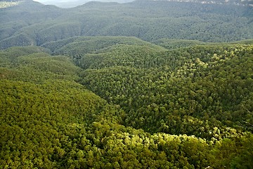 Image showing Trees in the woods